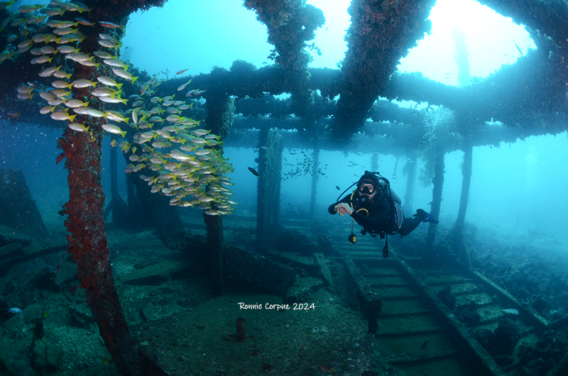 anilao batangas dive shop, dive package, dive trips, scuba lessons