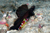 Black sailfin partner goby -Flabelligobius sp. and shrimp. Photo by Tamura