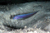 Blue-barred ribbon goby - Oxymetopon cyanoctenosum. Photo by Tamura