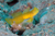 Yellow Shrimp Goby. Photo by Tamura