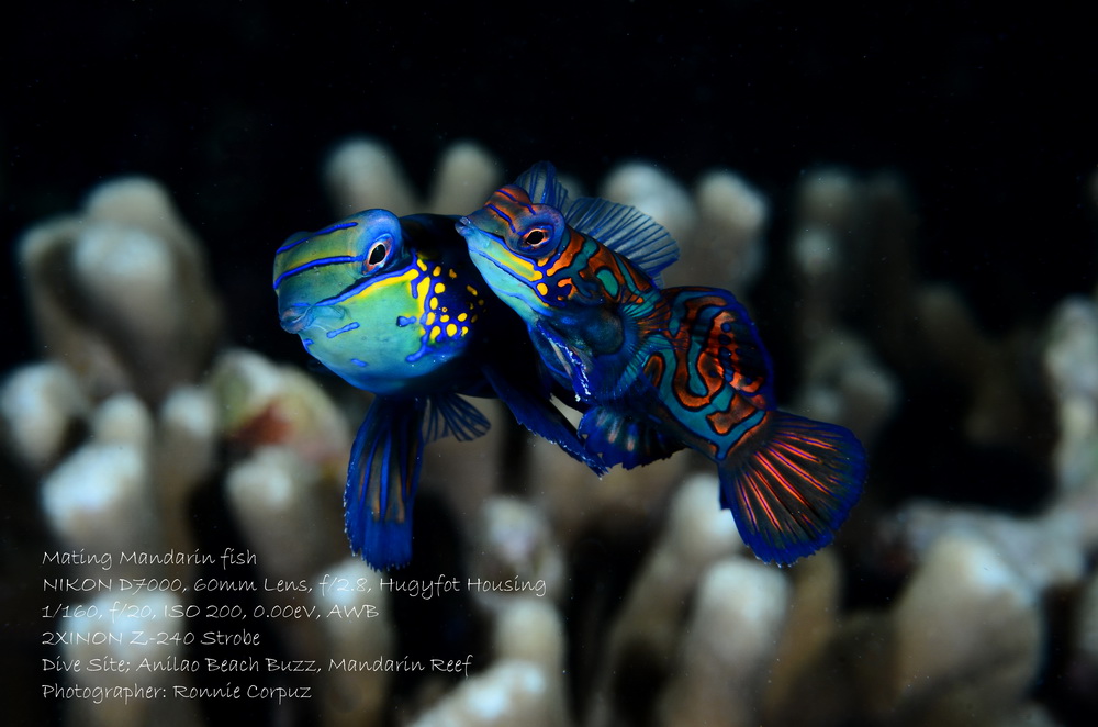 anilao batangas dive shop, dive package, dive trips, scuba lessons