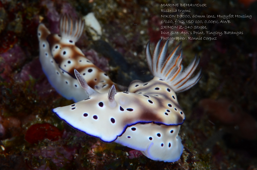 anilao batangas dive shop, dive package, dive trips, scuba lessons