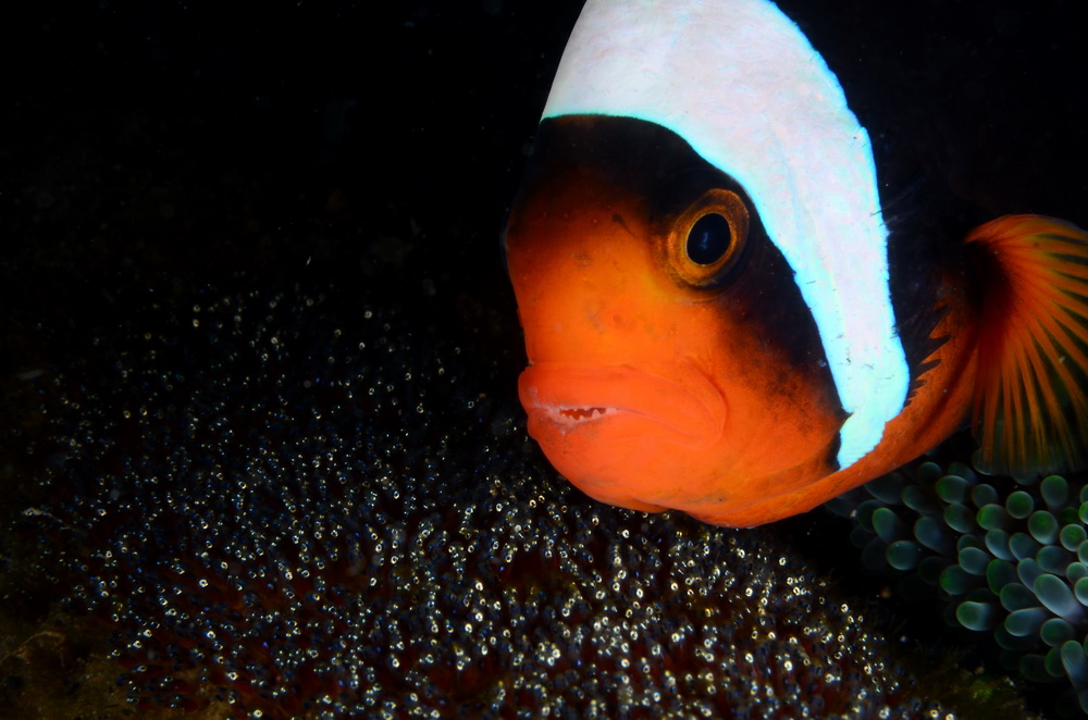 anilao batangas dive shop, dive package, dive trips, scuba lessons