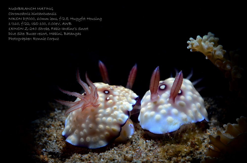 anilao batangas dive shop, dive package, dive trips, scuba lessons