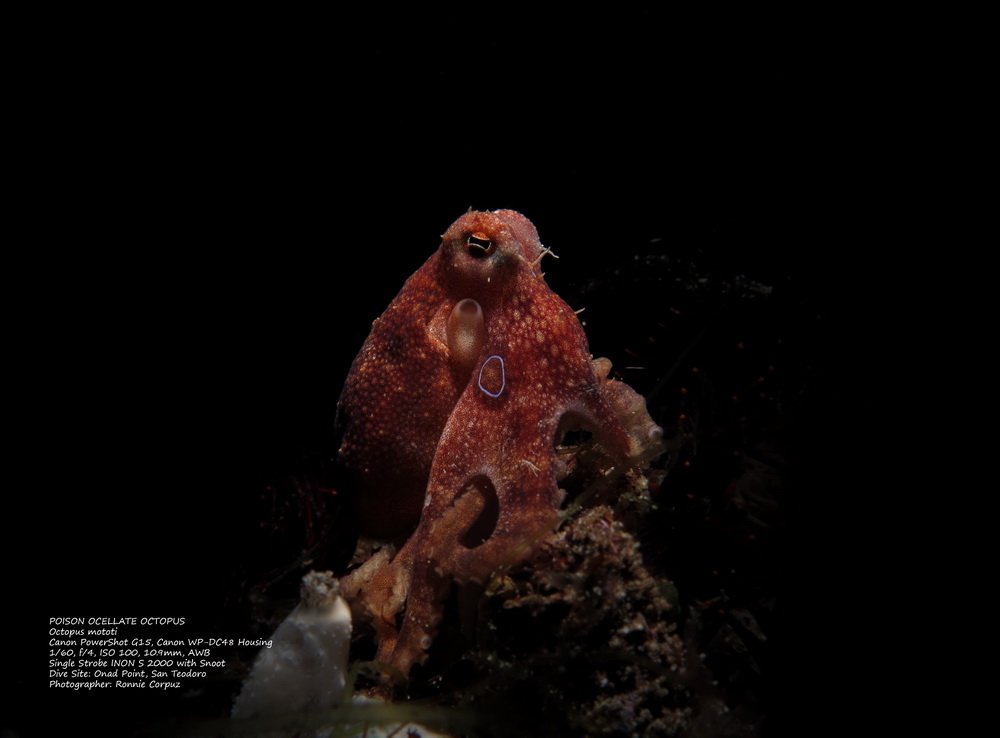 anilao batangas dive shop, dive package, dive trips, scuba lessons