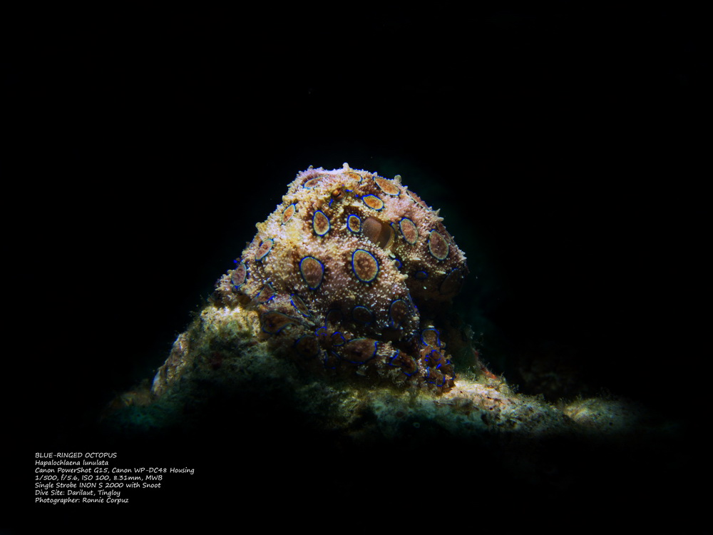 anilao batangas dive shop, dive package, dive trips, scuba lessons